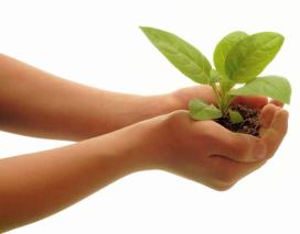 Hands holding a plant